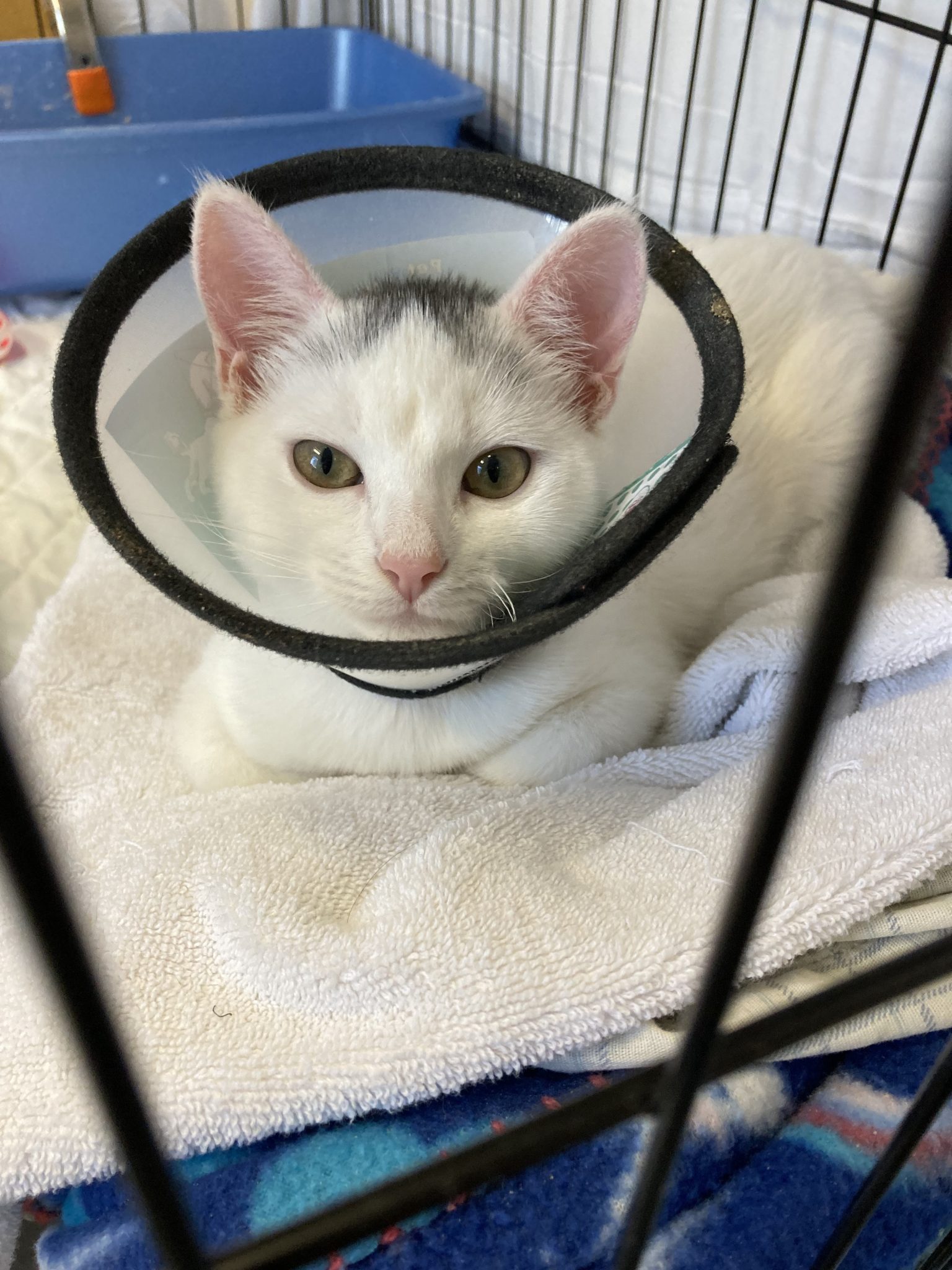 From Felicia to Lily Nutmeg Spay/Neuter Clinic