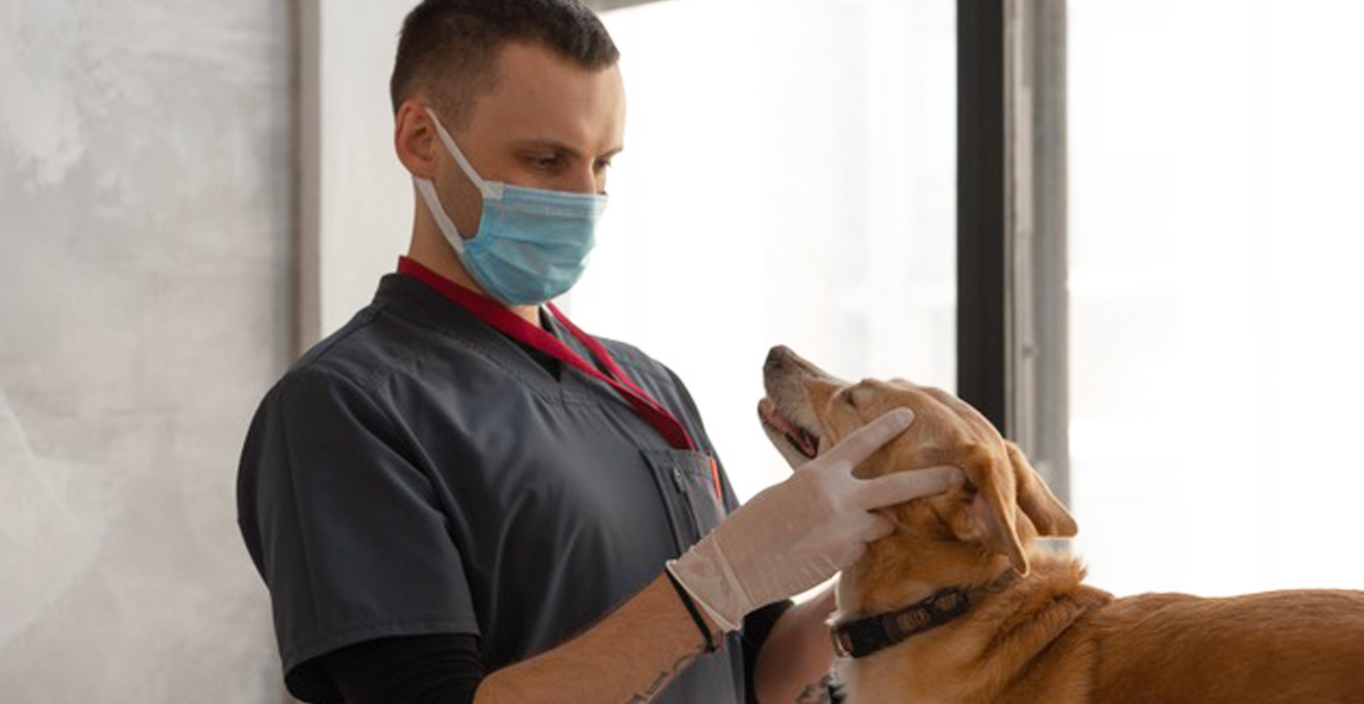 How You Can Help Nutmeg Spay/Neuter Clinic