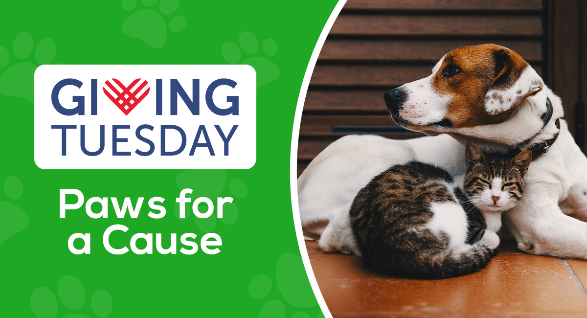 Paws For A Cause Transforming Lives on Giving Tuesday Nutmeg Spay