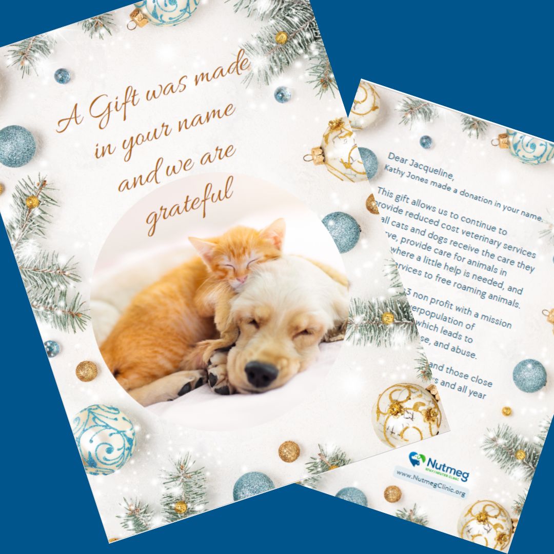 How You Can Help Nutmeg Spay/Neuter Clinic