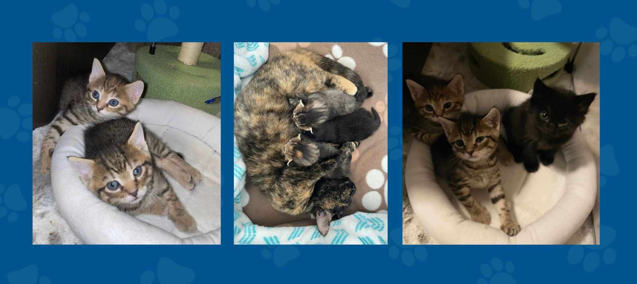 Gratitude Nutmeg Spay/Neuter Clinic