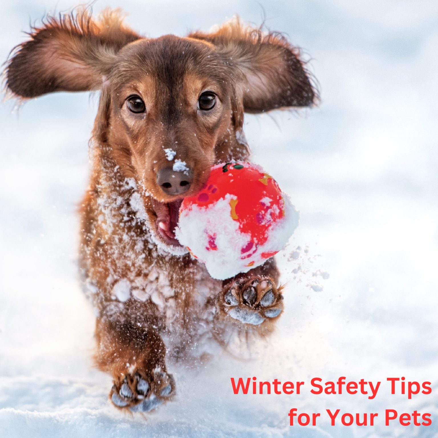Winter Safety Tips for Dog (and Cat) Owners - Nutmeg Spay/Neuter Clinic