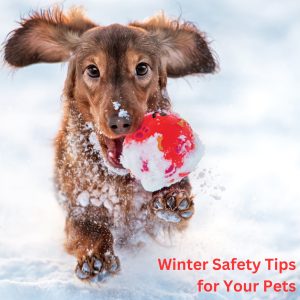 Dog running in snow winter safety tips