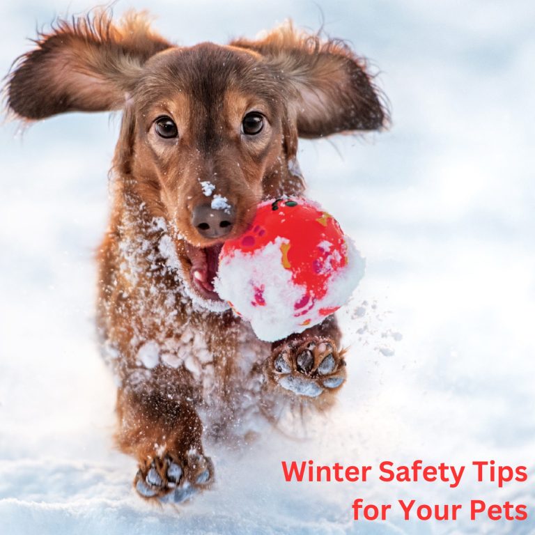 Winter Safety Tips for Dog (and Cat) Owners - Nutmeg Spay/Neuter Clinic