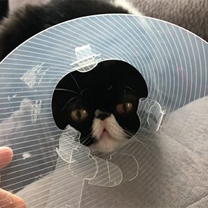 getting cat used to wearing a surgical collar